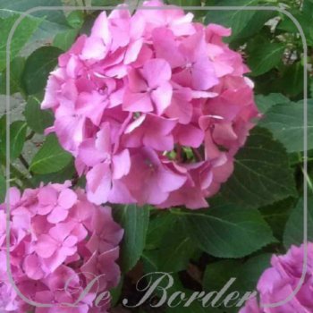 Hydrangea macrophylla 'Nikko Blue'