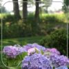 Hydrangea macrophylla 'Nikko Blue'