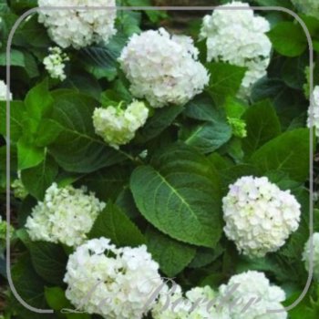 hydrangea-macrophylla-semperflorens-30-40-cm-in-pot-(5l)-082 Hydrangea macrophylla 'Semperflorens'