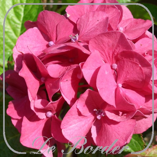 Hydrangea macrophylla 'Sibilla'