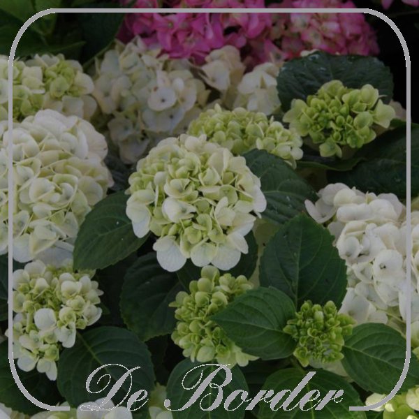 Hydrangea macrophylla 'White Ball'