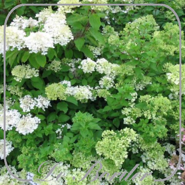 hydrangea-paniculata-bobo-620 Hydrangea paniculata 'Bobo'