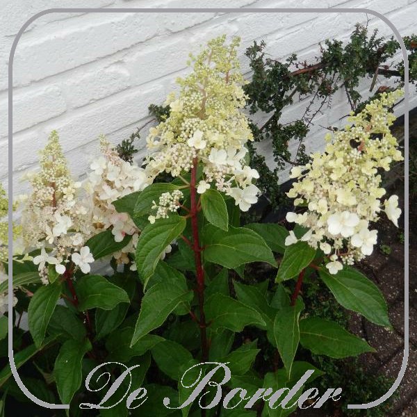 Hydrangea paniculata 'Candlelight'