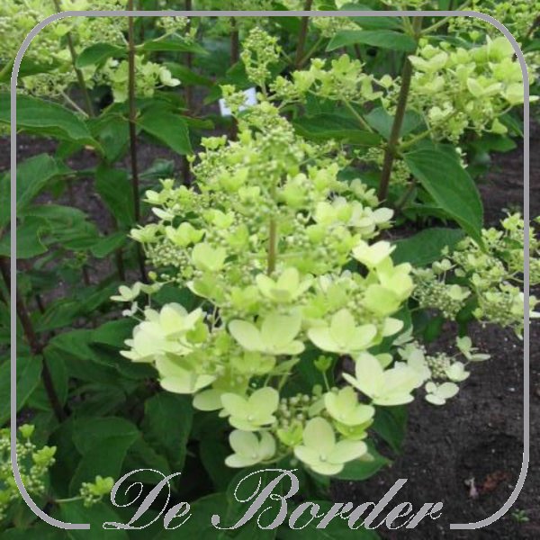 hydrangea-paniculata-graffiti-622 Hydrangea paniculata 'Graffiti'