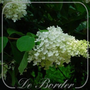 hydrangea-paniculata-grandiflora-258.jpg Hydrangea paniculata 'Grandiflora'
