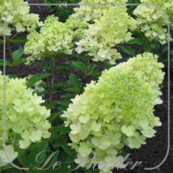 hydrangea-paniculata-grandiflora-302 Hydrangea paniculata 'Grandiflora'
