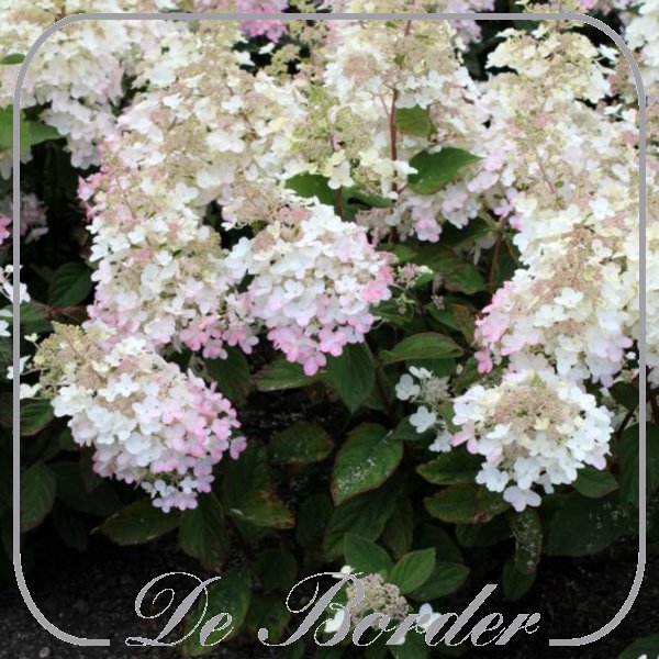 hydrangea-paniculata-petite-star-624 Hydrangea paniculata 'Petite Star'