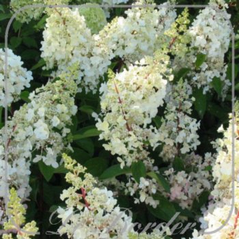 hydrangea-paniculata-pinky-winky-25-30-cm-c3-264 Hydrangea paniculata 'Pinky Winky'