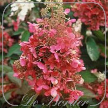 hydrangea-paniculata-pinky-winky-25-30-cm-c3-355 Hydrangea paniculata 'Pinky Winky'