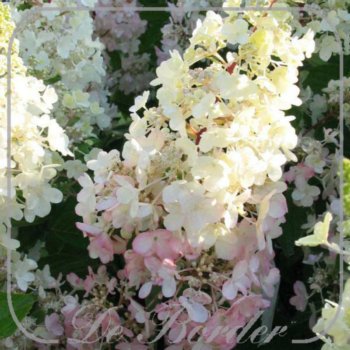 hydrangea-paniculata-pinky-winky-25-30-cm-c3-365 Hydrangea paniculata 'Pinky Winky'