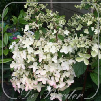 Hydrangea paniculata 'Pinky Winky'