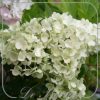 hydrangea-paniculata-sundae-fraise-296 Hydrangea paniculata 'Sundae Fraise'