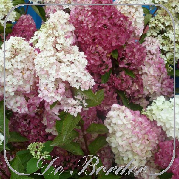 hydrangea-paniculata-vanille-fraise-628 Hydrangea paniculata 'Vanille-Fraise'