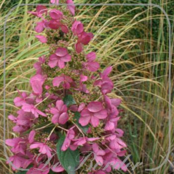 Hydrangea paniculata 'Wim's Red'