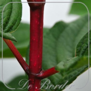 Hydrangea paniculata 'Wim's Red'