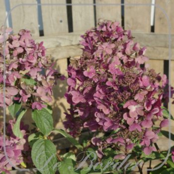 Hydrangea paniculata 'Wim's Red'