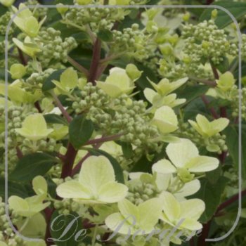 Hydrangea paniculata 'Wim's Red'
