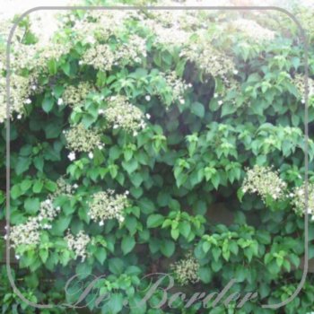 hydrangea-petiolaris-418.jpg Hydrangea petiolaris