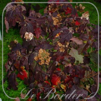 Hydrangea quercifolia