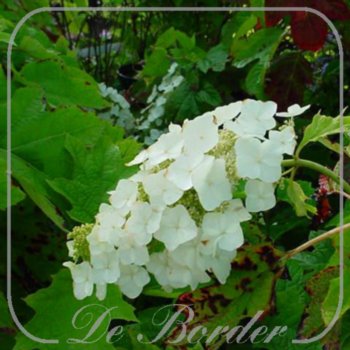 Hydrangea quercifolia