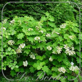 Hydrangea quercifolia