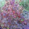 Hydrangea quercifolia 'Burgundy'