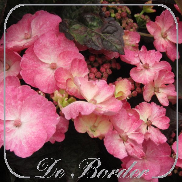 Hydrangea serrata 'Summer Glow'
