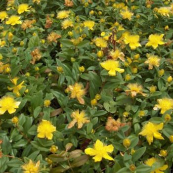 hypericum-calycinum-376 Hypericum calycinum