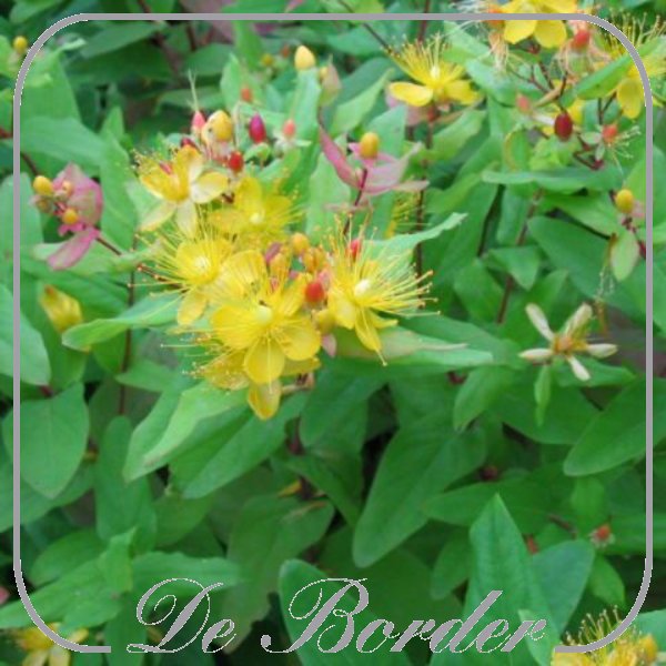 hypericum-inodorum-arcadia-632 Hypericum inodorum 'Arcadia'