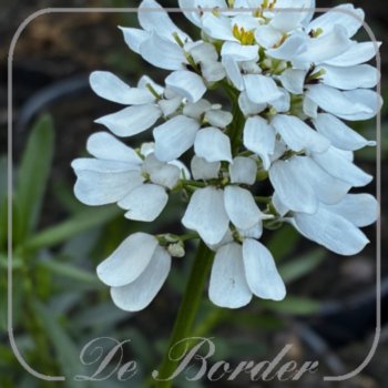 Iberis sempervirens 'Appen-Etz'