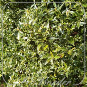ilex-aquifolium-myrtifolia-35-40-cm-c3-293 Ilex aquifolium 'Myrtifolia'