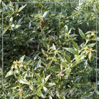 ilex-aquifolium-myrtifolia-35-40-cm-c3-306 Ilex aquifolium 'Myrtifolia'