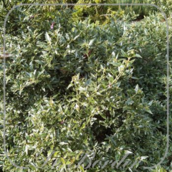 ilex-aquifolium-myrtifolia-35-40-cm-c3-882 Ilex aquifolium 'Myrtifolia'