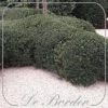 ilex-crenata-dark-green-030 Ilex crenata 'Dark Green'