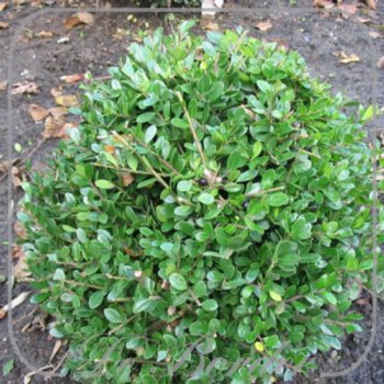 ilex-crenata-dark-green-237 Ilex crenata 'Dark Green'