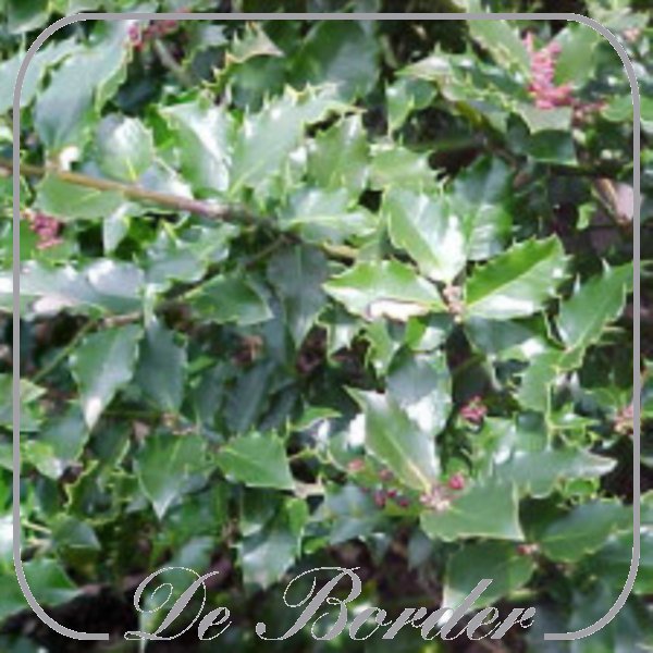 ilex-meserveae-blue-angel-080 Ilex meserveae 'Blue Angel'