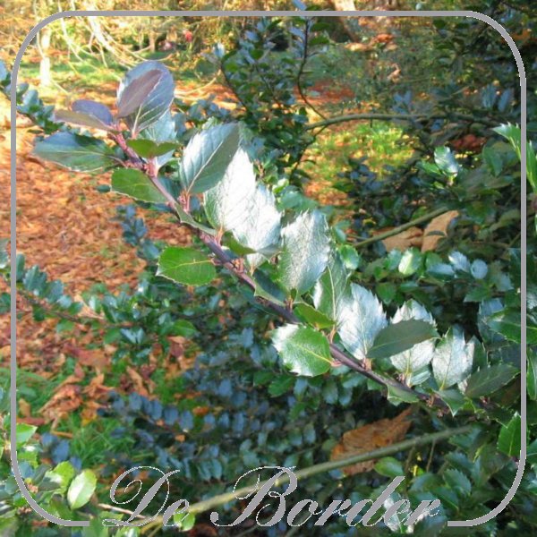 ilex-meserveae-blue-bunny-634 Ilex meserveae 'Blue Bunny'