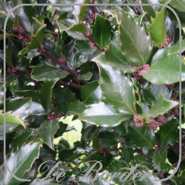 ilex-meserveae-blue-prince-40-50cm-in-pot-(5l)-627 Ilex meserveae 'Blue Prince'
