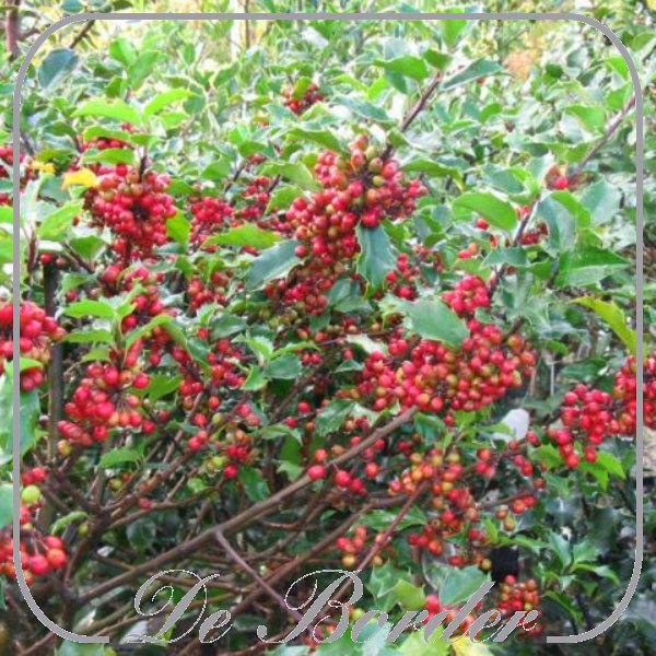 Ilex meserveae 'Blue Princess'