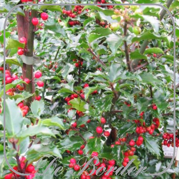 Ilex meserveae 'Blue Princess'
