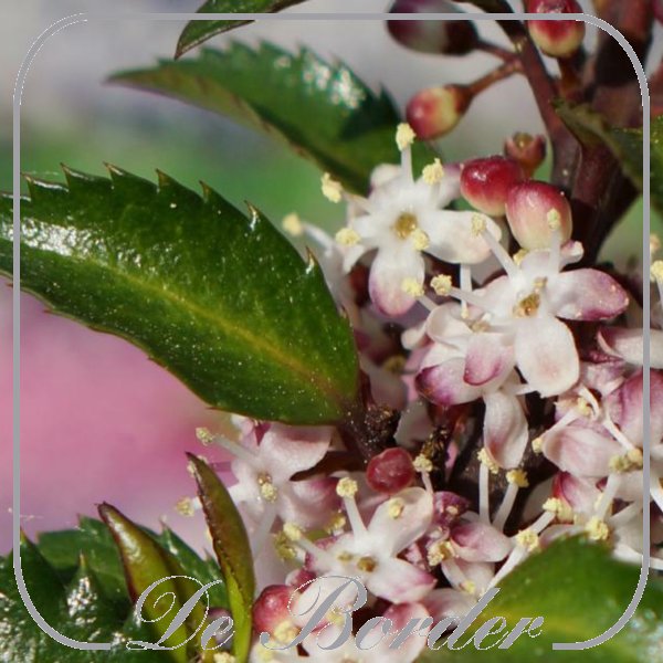 ilex-meserveae-gentle-618 Ilex meserveae 'Gentle'