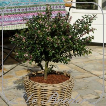 ilex-meserveae-gentle-784 Ilex meserveae 'Gentle'