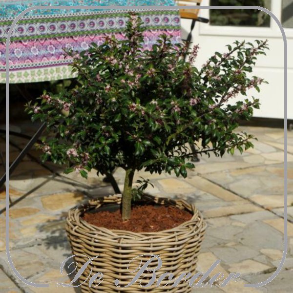 Ilex meserveae 'Gentle'