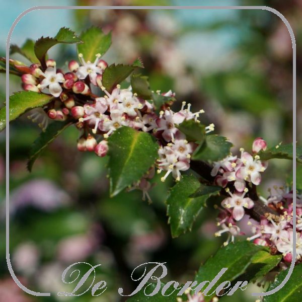 Ilex meserveae 'Gentle'
