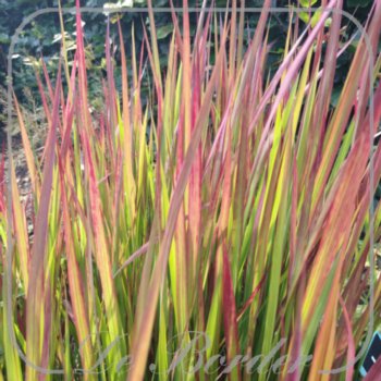 imperata-cylindrica-red-baron-998 Imperata cylindrica 'Red Baron'