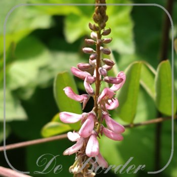 Indigofera amblyantha