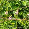 Indigofera amblyantha