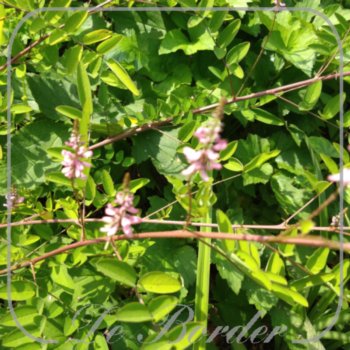 Indigofera amblyantha