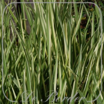 Iris ensata 'Variegata'