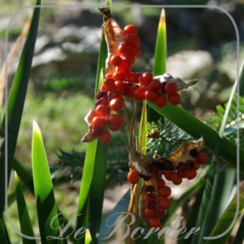 iris-foetidissima-360 Iris foetidissima